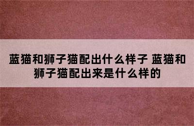 蓝猫和狮子猫配出什么样子 蓝猫和狮子猫配出来是什么样的